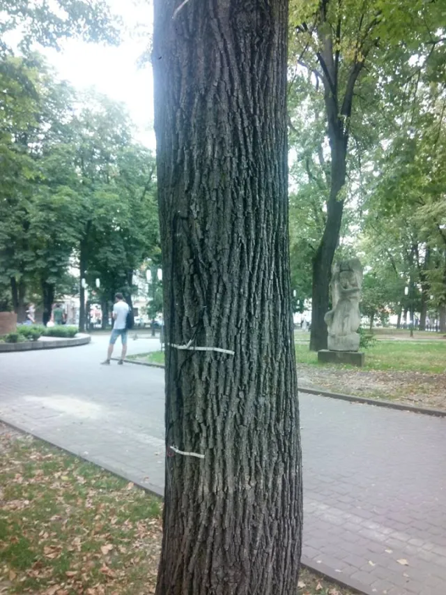 В сквере на площади Мицкевича вандалы окончательно уничтожили интерактивную светодиодную инсталляцию "Песня деревьев" — фото 2