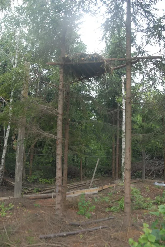 Незабаром на Прикарпатті оселяться Червонокнижні орли — фото 2