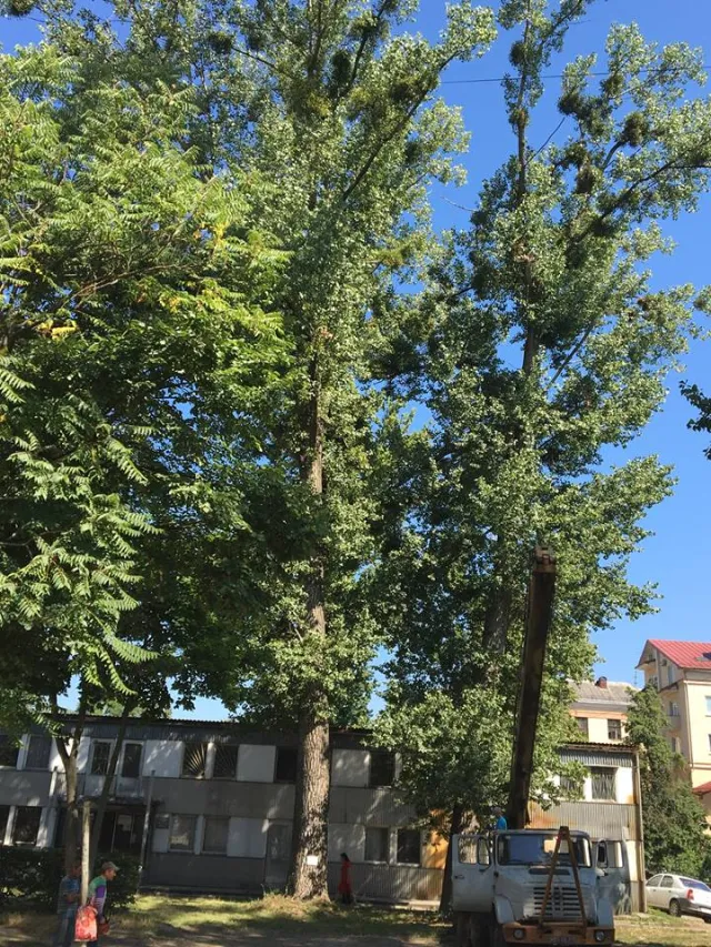 В Франківську на вулиці Заклинських зрізали всі аварійні тополі — фото 1