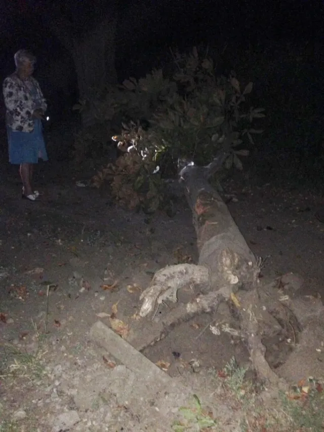 В Коломые боец АТО на высокой скорости врезался в дерево — фото 4