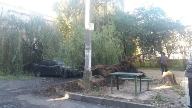 В Ивано-Франковске на одной из улиц дерево оборвало электрические провода — фото 2
