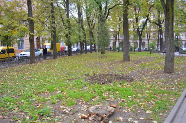 В сквере Русской тройке высадили молодые ясени — фото 11