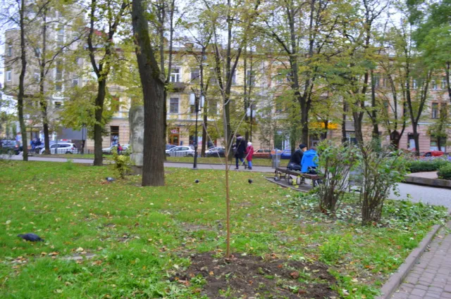 В сквере Русской тройке высадили молодые ясени — фото 5