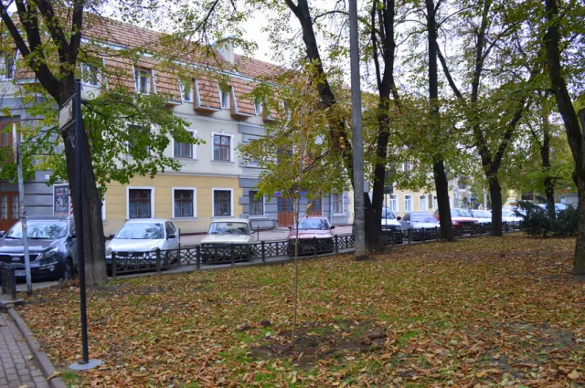 В сквере Русской тройке высадили молодые ясени — фото 7