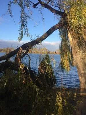 Последствия непогоды: на городском озере сильный ветер повалил деревья — фото 1