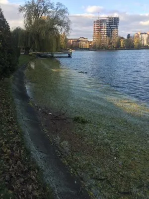 Последствия непогоды: на городском озере сильный ветер повалил деревья — фото 2