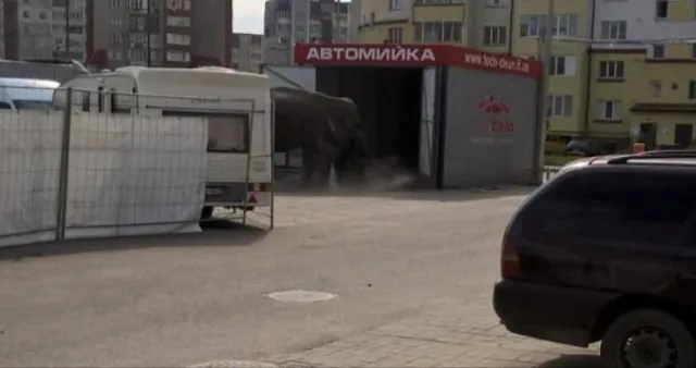 В Франковске львица с бродячего цирка напала на дрессировщика — фото 1
