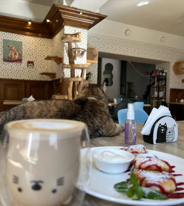 Котокафе «Мама-Кішка» — фото 1