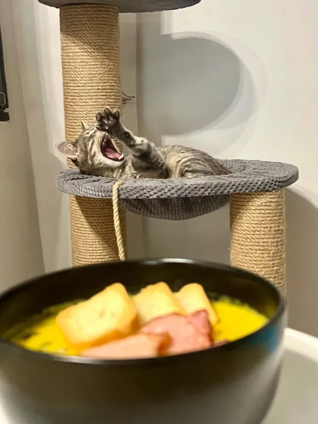 Котокафе «Мама-Кішка» — фото 2